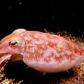 Cuttlefish