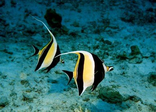 Rybka zwana moorish idol.