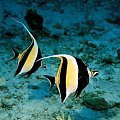 Rybka zwana moorish idol.