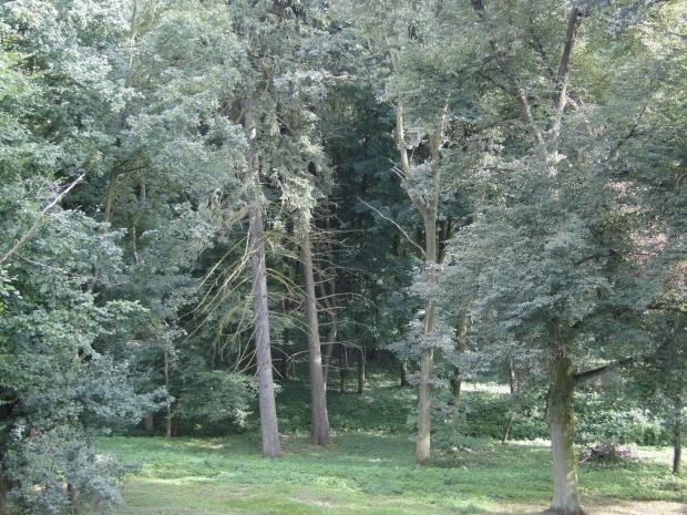 Zabudowania otacza wielki 15 - hektarowy park , a w nim stare , nawet 300 - letnie drzewa ...