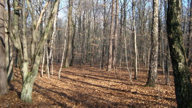 Łódź-las łagiewnicki-ostatni jesienny spacer.
