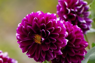 jesiennie ... #kwiaty #dalie #ogród #jesień