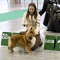 Diabelskie Rozdroże,sheltie.