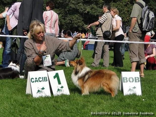 Diabelskie Rozdroże,sheltie.BAŚNIOWA SILJE