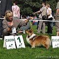 Diabelskie Rozdroże,sheltie.BAŚNIOWA SILJE