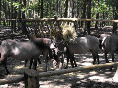 Gołuchów, lato 2009, Ośrodek Kultury Leśniej i zamek w Gołuchowie, Wielkopolski Park Narodowy