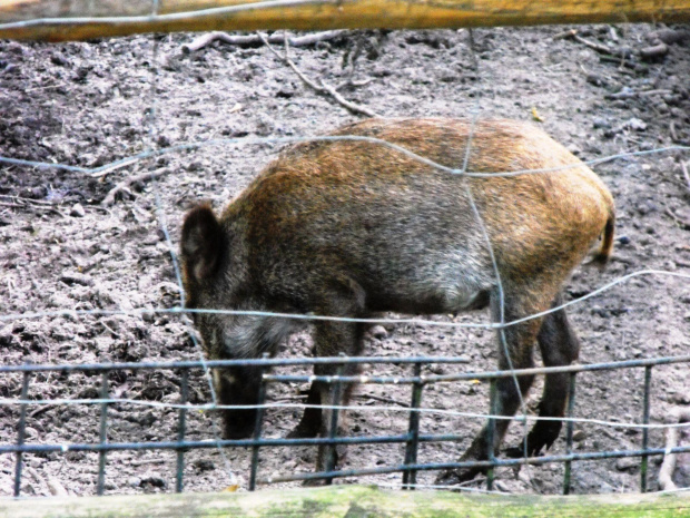 Gołuchów, lato 2009, Ośrodek Kultury Leśniej i zamek w Gołuchowie, Wielkopolski Park Narodowy