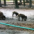 Gołuchów, lato 2009, Ośrodek Kultury Leśniej i zamek w Gołuchowie, Wielkopolski Park Narodowy