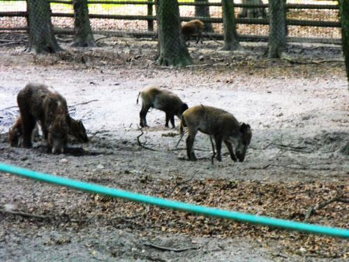 Gołuchów, lato 2009, Ośrodek Kultury Leśniej i zamek w Gołuchowie, Wielkopolski Park Narodowy