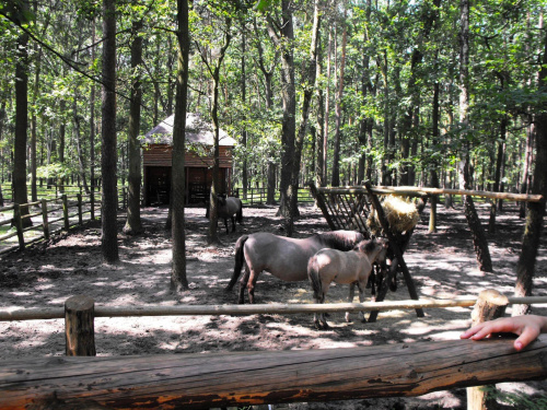 Gołuchów, lato 2009, Ośrodek Kultury Leśniej i zamek w Gołuchowie, Wielkopolski Park Narodowy