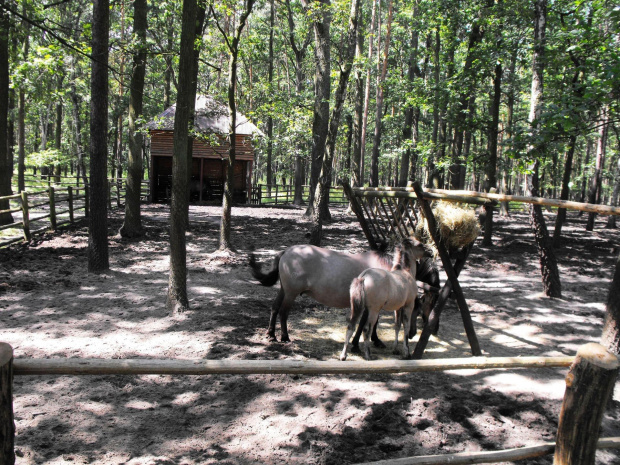 Gołuchów, lato 2009, Ośrodek Kultury Leśniej i zamek w Gołuchowie, Wielkopolski Park Narodowy