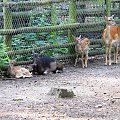 Gołuchów, lato 2009, Ośrodek Kultury Leśniej i zamek w Gołuchowie, Wielkopolski Park Narodowy