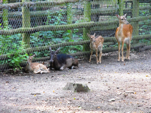 Gołuchów, lato 2009, Ośrodek Kultury Leśniej i zamek w Gołuchowie, Wielkopolski Park Narodowy