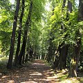 Gołuchów, lato 2009, Ośrodek Kultury Leśniej i zamek w Gołuchowie, Wielkopolski Park Narodowy