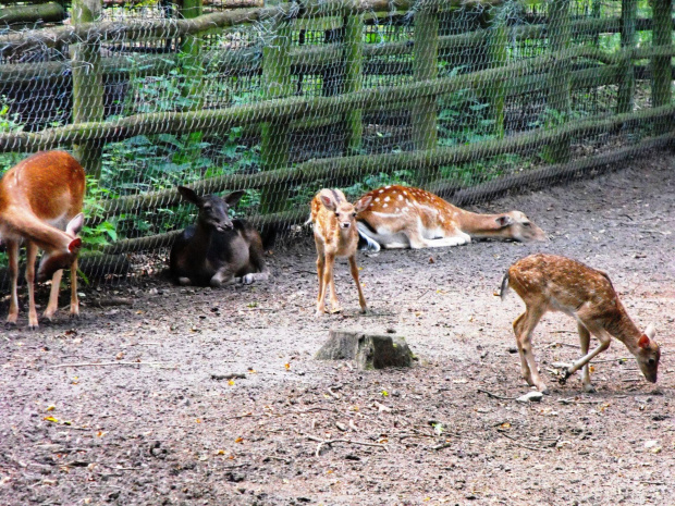 Gołuchów, lato 2009, Ośrodek Kultury Leśniej i zamek w Gołuchowie, Wielkopolski Park Narodowy