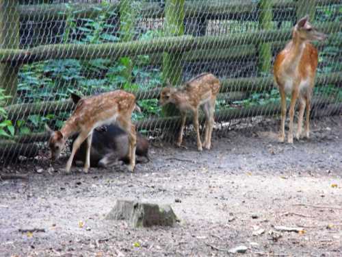 Gołuchów, lato 2009, Ośrodek Kultury Leśniej i zamek w Gołuchowie, Wielkopolski Park Narodowy