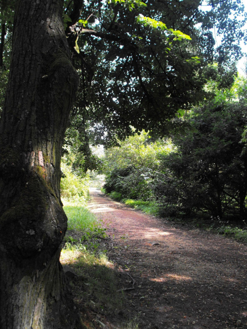 Gołuchów, lato 2009, Ośrodek Kultury Leśniej i zamek w Gołuchowie, Wielkopolski Park Narodowy