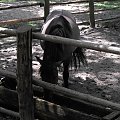 Gołuchów, lato 2009, Ośrodek Kultury Leśniej i zamek w Gołuchowie, Wielkopolski Park Narodowy