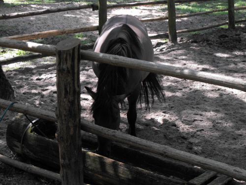 Gołuchów, lato 2009, Ośrodek Kultury Leśniej i zamek w Gołuchowie, Wielkopolski Park Narodowy