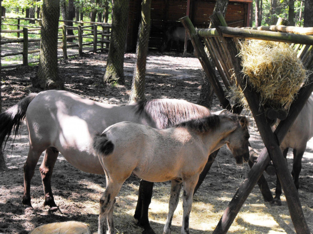 Gołuchów, lato 2009, Ośrodek Kultury Leśniej i zamek w Gołuchowie, Wielkopolski Park Narodowy