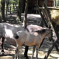 Gołuchów, lato 2009, Ośrodek Kultury Leśniej i zamek w Gołuchowie, Wielkopolski Park Narodowy
