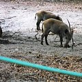 Gołuchów, lato 2009, Ośrodek Kultury Leśniej i zamek w Gołuchowie, Wielkopolski Park Narodowy