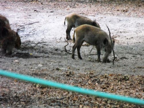 Gołuchów, lato 2009, Ośrodek Kultury Leśniej i zamek w Gołuchowie, Wielkopolski Park Narodowy