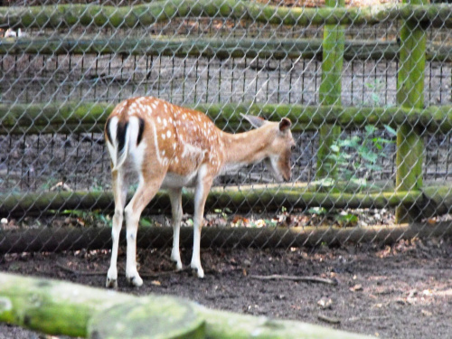 Gołuchów, lato 2009, Ośrodek Kultury Leśniej i zamek w Gołuchowie, Wielkopolski Park Narodowy