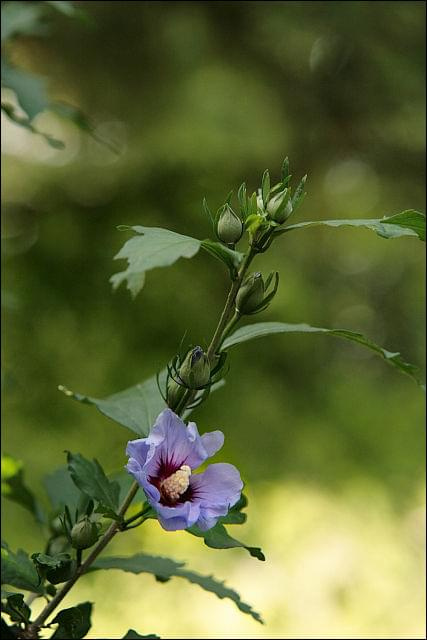 hibiskus