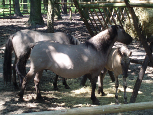Gołuchów, zamek, arboretum, Ośrodek Kultury Leśnej lato 2009