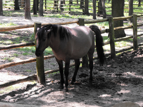 Gołuchów, zamek, arboretum, Ośrodek Kultury Leśnej lato 2009