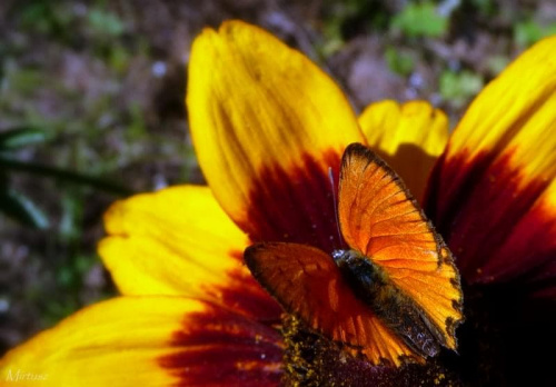 Kwiat:rudbekia owłosiona (Rudbeckia hirta)?