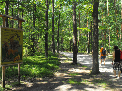 Gołuchów, zamek, arboretum, Ośrodek Kultury Leśnej lato 2009