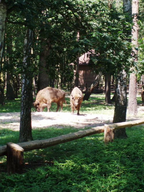 Gołuchów, zamek, arboretum, Ośrodek Kultury Leśnej lato 2009