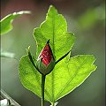 hibiskus