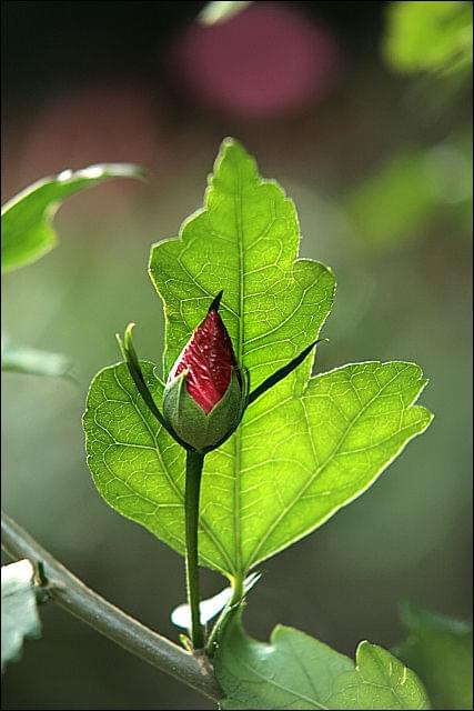 hibiskus