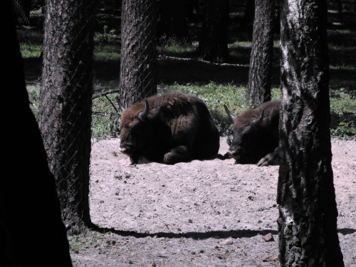 Gołuchów, zamek, arboretum, Ośrodek Kultury Leśnej lato 2009