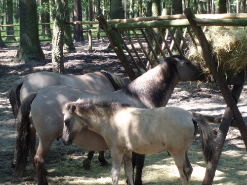 Gołuchów, zamek, arboretum, Ośrodek Kultury Leśnej lato 2009