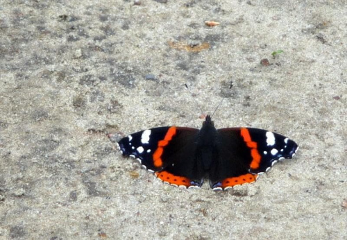 Rusałka admirał (Vanessa atalanta)