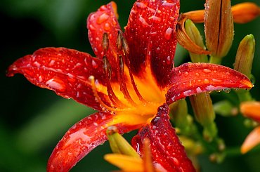 dla HEXE88 - urodzinowe zyczenia 100 LAT !!! #kwiaty #liliowiec #makro #PoDeszczu #życzenia #ogród