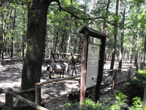 Gołuchów, zamek, arboretum, Ośrodek Kultury Leśnej lato 2009