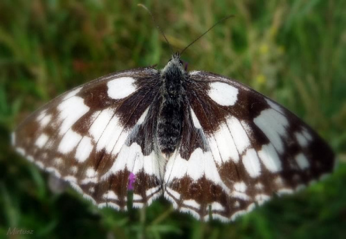 Polowiec szachownica (Melanargia galathea syn. Agapetes galathea)