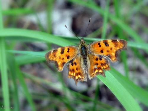 Rusałka ceik (Polygonia c-album)