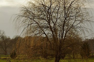 złotowłosa #jesień #wierzba