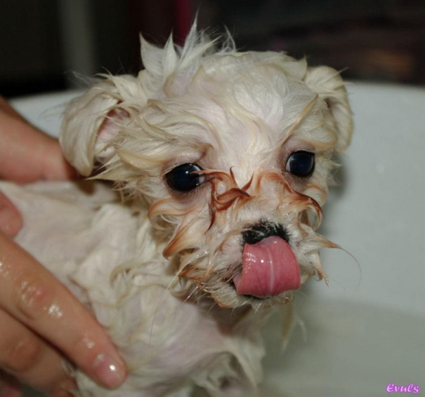 Moja Coco :) Pierwsza kąpiel #Coco #maltańczyk #pies #zwierzęta