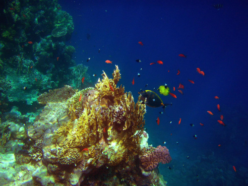 Sharm El Sheikh - okolice zatoki Sharks Bay