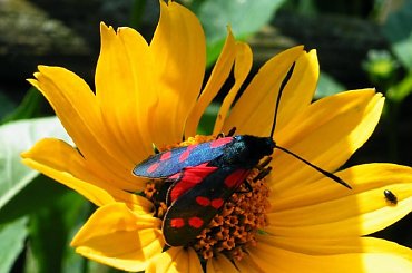 ZYGAENA~~samiec #MotylNocny #owady #samiec