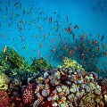 Sharm El Sheikh - okolice zatoki Sharks Bay