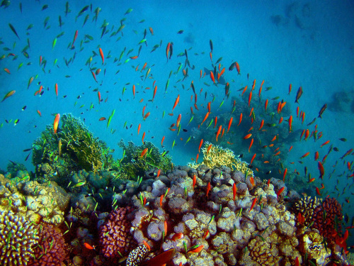 Sharm El Sheikh - okolice zatoki Sharks Bay