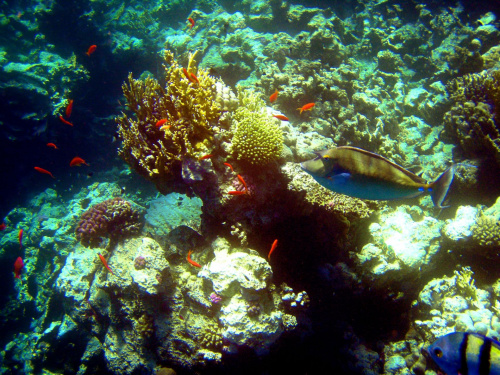 Sharm El Sheikh - okolice zatoki Sharks Bay